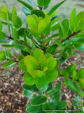 Shrubs ~ Arctostaphylos insularis 'Canyon Sparkles', Santa Cruz Island Manzanita~ Dancing Oaks Nursery and Gardens ~ Retail Nursery ~ Mail Order Nursery