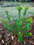 Shrubs ~ Arctostaphylos insularis 'Canyon Sparkles', Santa Cruz Island Manzanita~ Dancing Oaks Nursery and Gardens ~ Retail Nursery ~ Mail Order Nursery