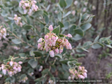 Shrubs ~ Arctostaphylos luciana, Santa Lucia manzanita ~ Dancing Oaks Nursery and Gardens ~ Retail Nursery ~ Mail Order Nursery