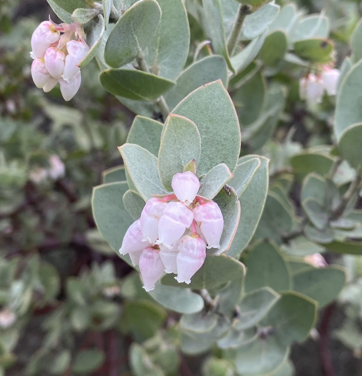 Shrubs ~ Arctostaphylos luciana 'Marshmallow Vibes' CA22-8 ~ Dancing Oaks Nursery and Gardens ~ Retail Nursery ~ Mail Order Nursery
