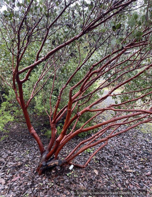 Shrubs ~ Arctostaphylos manzanita 'Upstanding', Common Manzanita ~ Dancing Oaks Nursery and Gardens ~ Retail Nursery ~ Mail Order Nursery
