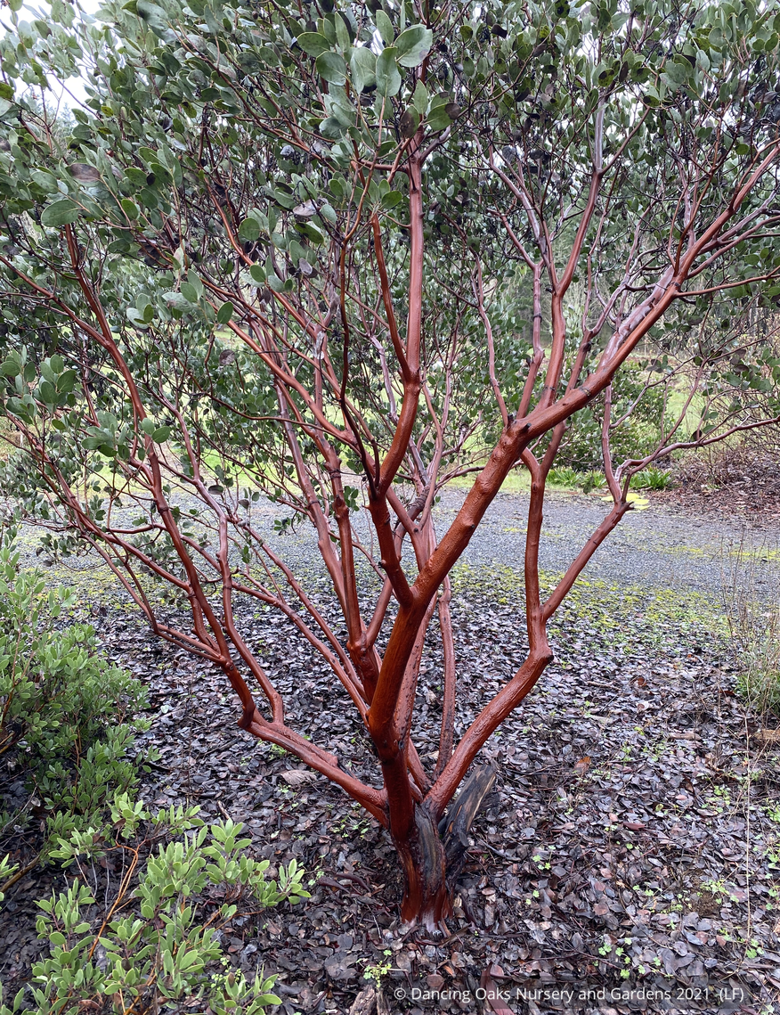 Shrubs ~ Arctostaphylos manzanita 'Upstanding', Common Manzanita ~ Dancing Oaks Nursery and Gardens ~ Retail Nursery ~ Mail Order Nursery