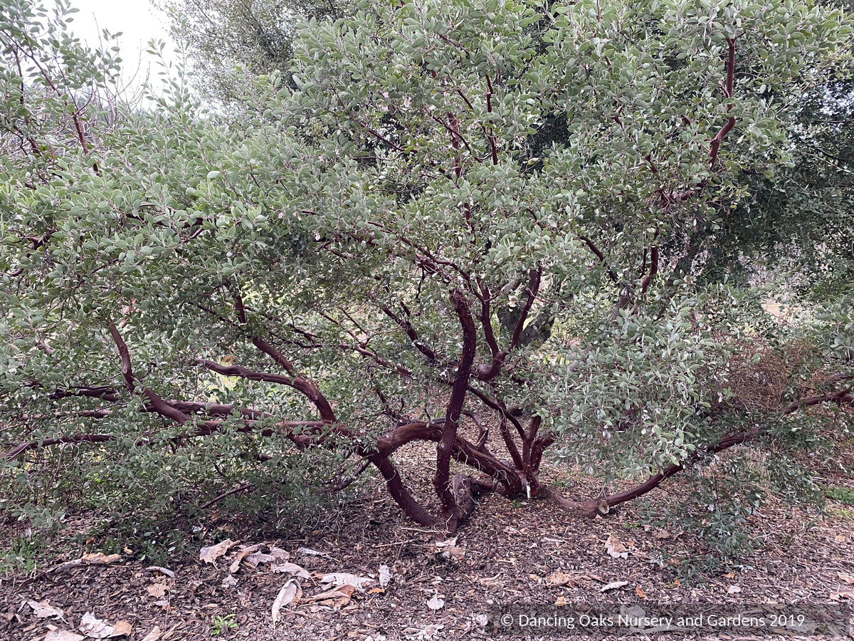 Shrubs ~ Arctostaphylos manzanita 'Elizabeth McClintock', Whiteleaf Manzanita ~ Dancing Oaks Nursery and Gardens ~ Retail Nursery ~ Mail Order Nursery