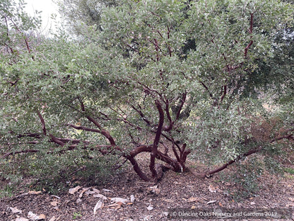 Shrubs ~ Arctostaphylos manzanita 'Elizabeth McClintock', Whiteleaf Manzanita ~ Dancing Oaks Nursery and Gardens ~ Retail Nursery ~ Mail Order Nursery