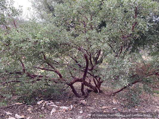 Shrubs ~ Arctostaphylos manzanita 'Elizabeth McClintock', Whiteleaf Manzanita ~ Dancing Oaks Nursery and Gardens ~ Retail Nursery ~ Mail Order Nursery