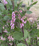 Shrubs ~ Arctostaphylos manzanita 'Rocket Man' [CA20-3], Manzanita ~ Dancing Oaks Nursery and Gardens ~ Retail Nursery ~ Mail Order Nursery