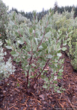 Arctostaphylos manzanita 'Rocket Man' [CA20-3], Manzanita