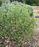 Arctostaphylos manzanita 'Rocket Man' [CA20-3], Manzanita