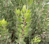 Shrubs ~ Arctostaphylos manzanita 'Warm Springs', Common Manzanita ~ Dancing Oaks Nursery and Gardens ~ Retail Nursery ~ Mail Order Nursery