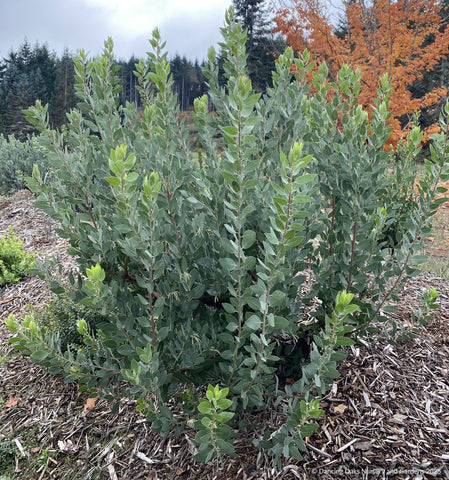 Shrubs ~ Arctostaphylos manzanita 'Warm Springs', Common Manzanita ~ Dancing Oaks Nursery and Gardens ~ Retail Nursery ~ Mail Order Nursery