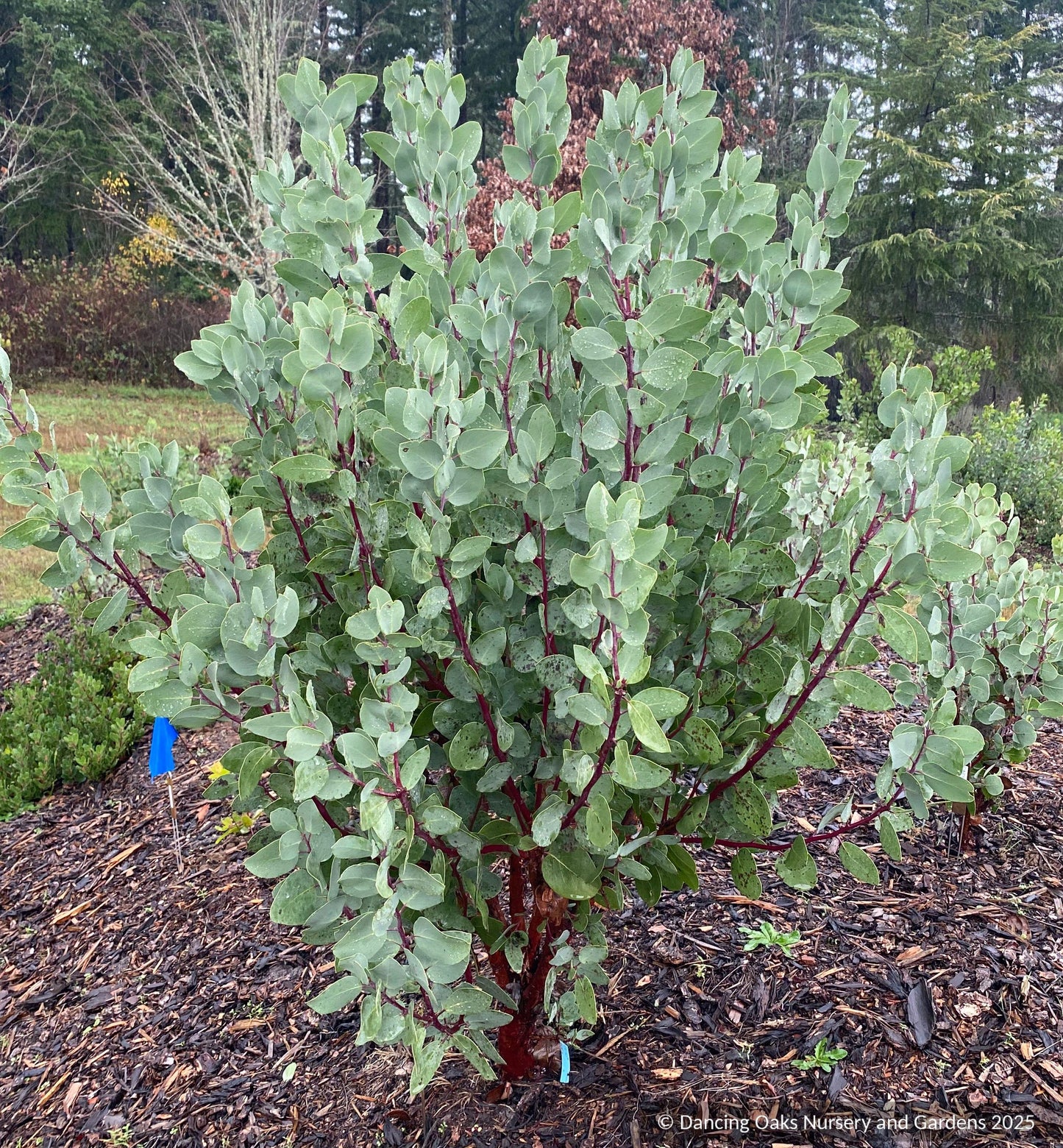 Shrubs ~ Arctostaphylos mewukka CA23-20, Me-Wuk Manzanita or Indian Manzanita ~ Dancing Oaks Nursery and Gardens ~ Retail Nursery ~ Mail Order Nursery