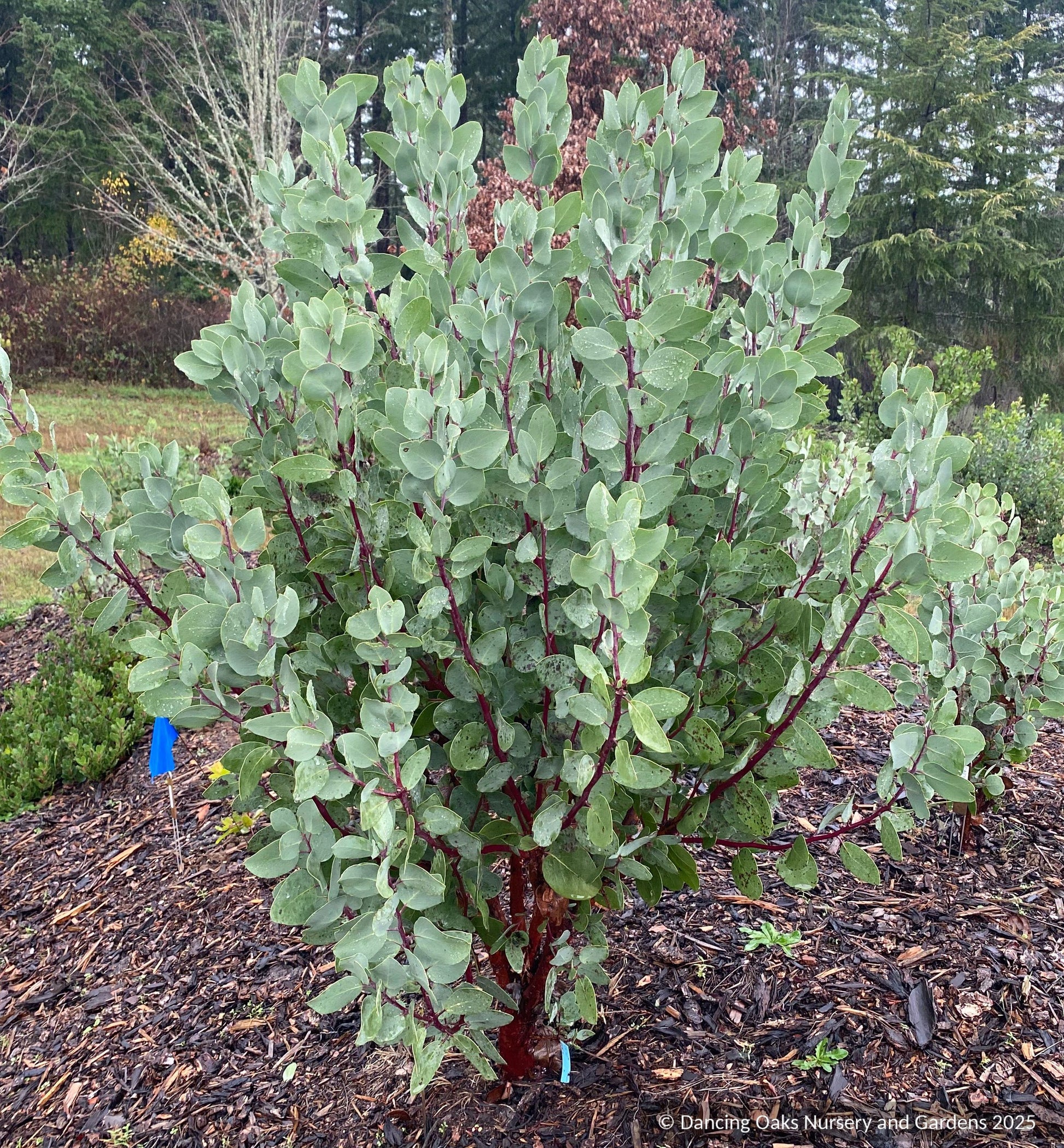 Shrubs ~ Arctostaphylos mewukka CA23-20, Me-Wuk Manzanita or Indian Manzanita ~ Dancing Oaks Nursery and Gardens ~ Retail Nursery ~ Mail Order Nursery
