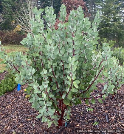 Shrubs ~ Arctostaphylos mewukka CA23-20, Me-Wuk Manzanita or Indian Manzanita ~ Dancing Oaks Nursery and Gardens ~ Retail Nursery ~ Mail Order Nursery