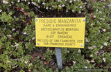 Shrubs ~ Arctostaphylos montana ssp. ravenii, Presidio Manzanita ~ Dancing Oaks Nursery and Gardens ~ Retail Nursery ~ Mail Order Nursery