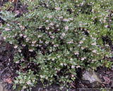 Shrubs ~ Arctostaphylos montana ssp. ravenii, Presidio Manzanita ~ Dancing Oaks Nursery and Gardens ~ Retail Nursery ~ Mail Order Nursery