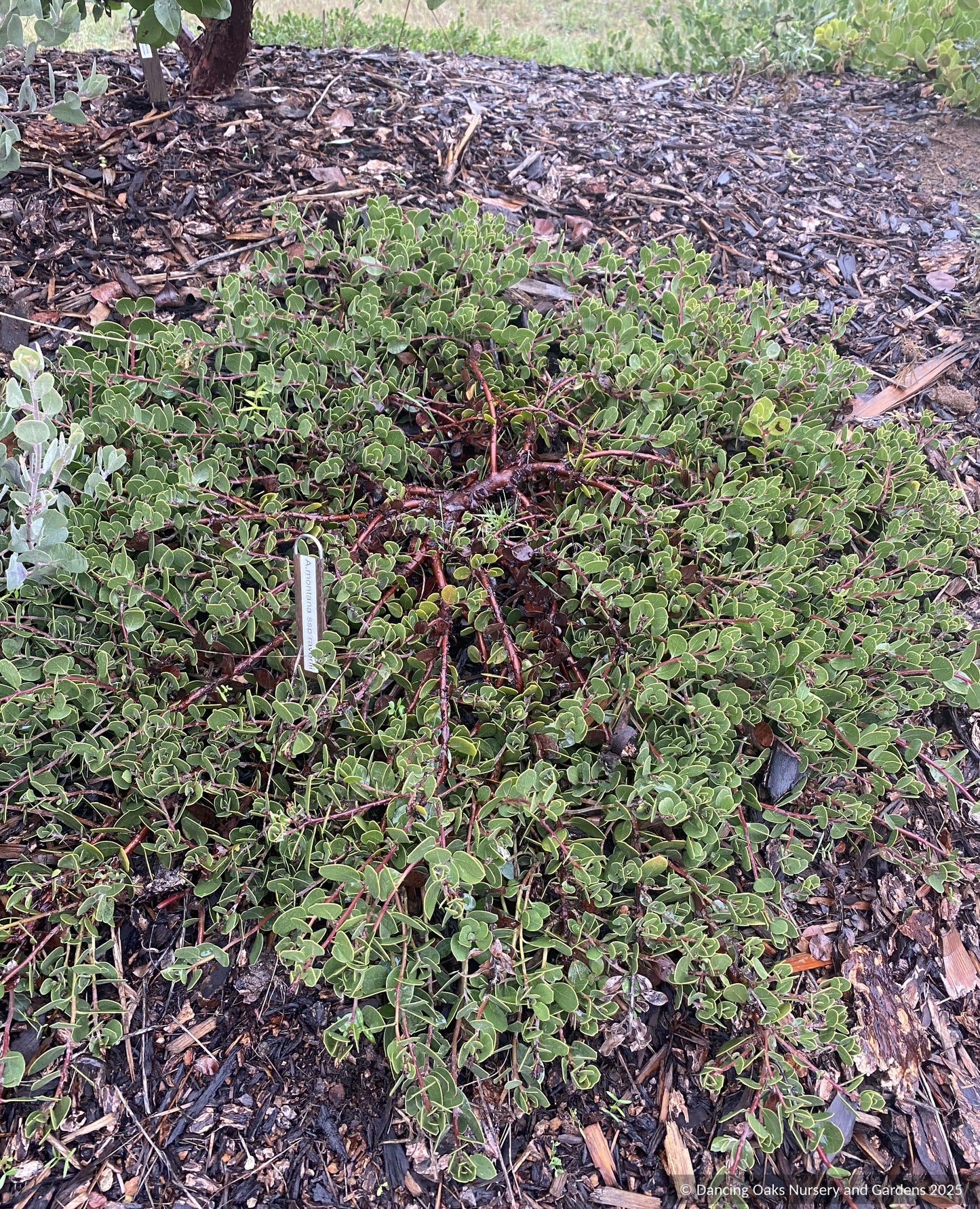 Shrubs ~ Arctostaphylos montana ssp. ravenii, Presidio Manzanita ~ Dancing Oaks Nursery and Gardens ~ Retail Nursery ~ Mail Order Nursery