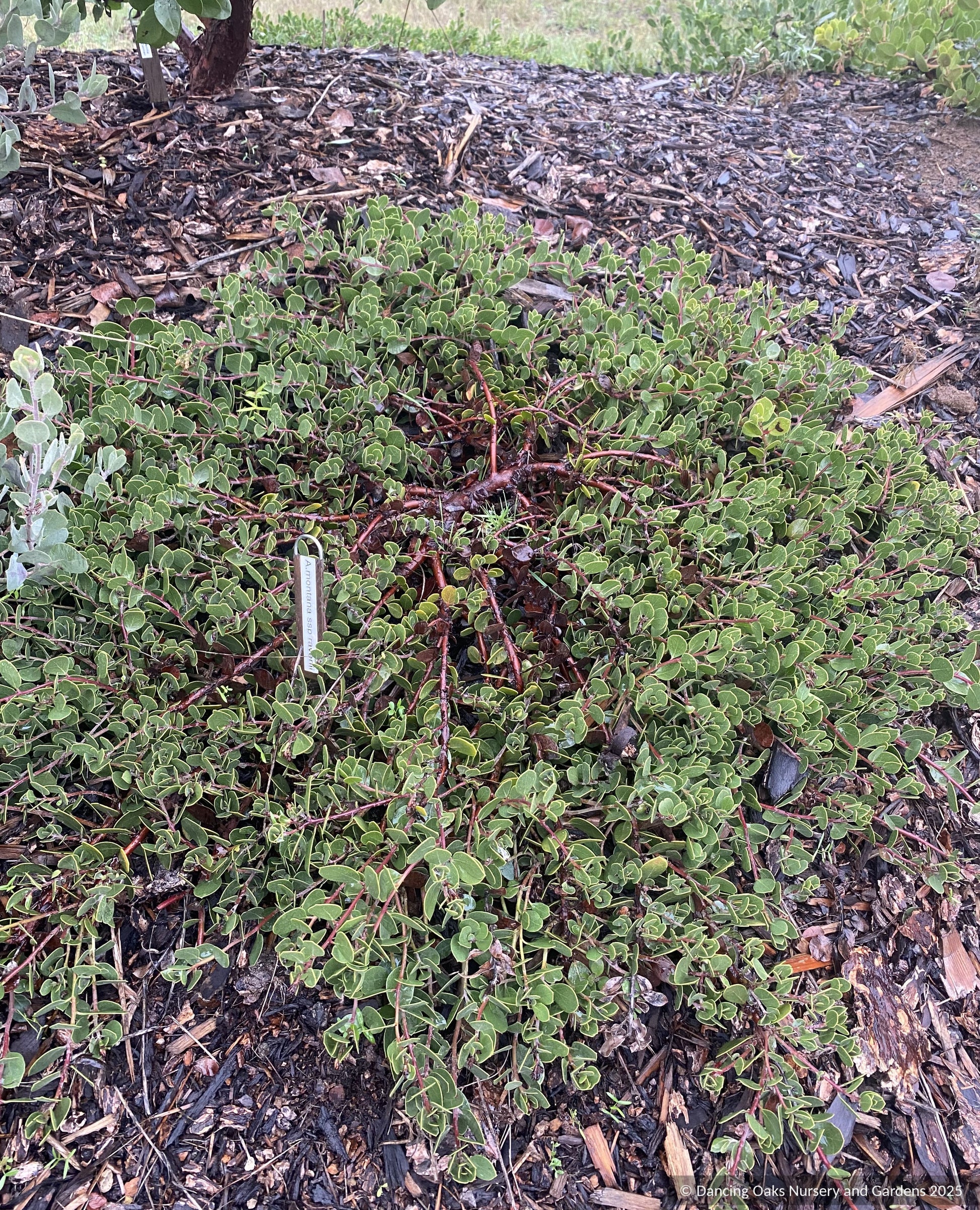 Shrubs ~ Arctostaphylos montana ssp. ravenii, Presidio Manzanita ~ Dancing Oaks Nursery and Gardens ~ Retail Nursery ~ Mail Order Nursery