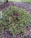 Shrubs ~ Arctostaphylos montana ssp. ravenii, Presidio Manzanita ~ Dancing Oaks Nursery and Gardens ~ Retail Nursery ~ Mail Order Nursery