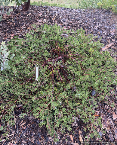 Shrubs ~ Arctostaphylos montana ssp. ravenii, Presidio Manzanita ~ Dancing Oaks Nursery and Gardens ~ Retail Nursery ~ Mail Order Nursery