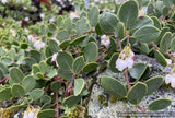 Arctostaphylos montana ssp. ravenii, Presidio Manzanita
