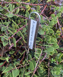 Arctostaphylos montana ssp. ravenii, Presidio Manzanita