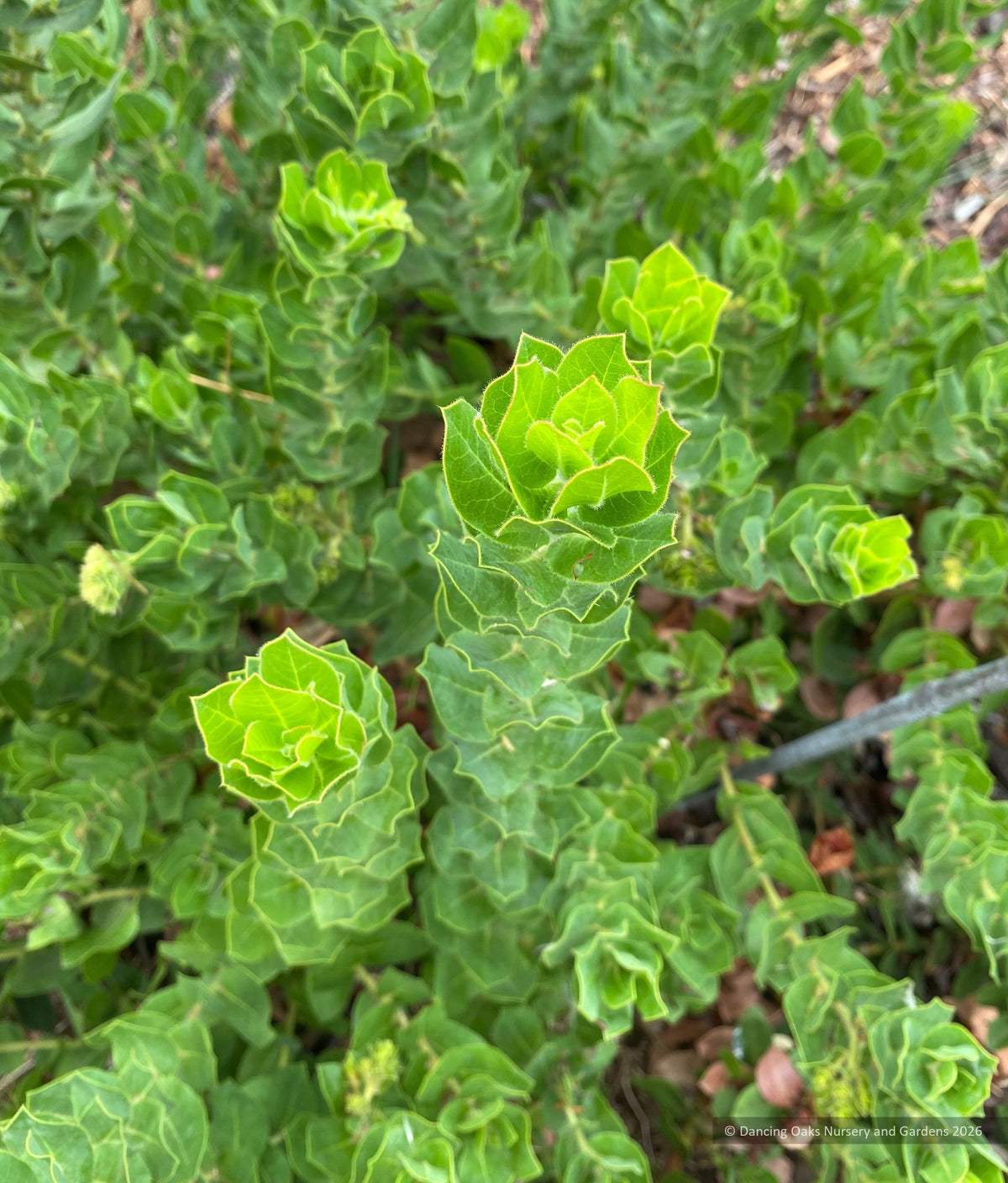 Shrubs ~ Arctostaphylos montaraensis,  Montara Manzanita ~ Dancing Oaks Nursery and Gardens ~ Retail Nursery ~ Mail Order Nursery