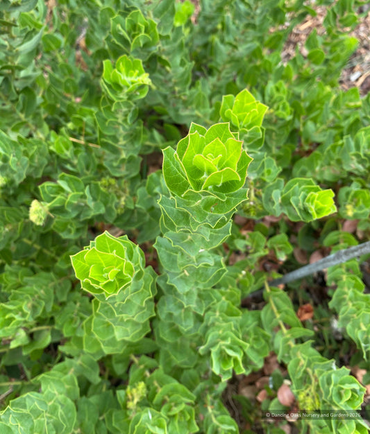 Shrubs ~ Arctostaphylos montaraensis,  Montara Manzanita ~ Dancing Oaks Nursery and Gardens ~ Retail Nursery ~ Mail Order Nursery
