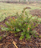 Shrubs ~ Arctostaphylos montereyensis, Toro manzanita or Monterey manzanita ~ Dancing Oaks Nursery and Gardens ~ Retail Nursery ~ Mail Order Nursery