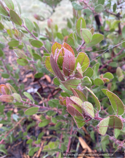 Shrubs ~ Arctostaphylos montereyensis, Toro manzanita or Monterey manzanita ~ Dancing Oaks Nursery and Gardens ~ Retail Nursery ~ Mail Order Nursery