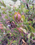 Shrubs ~ Arctostaphylos montereyensis, Toro manzanita or Monterey manzanita ~ Dancing Oaks Nursery and Gardens ~ Retail Nursery ~ Mail Order Nursery