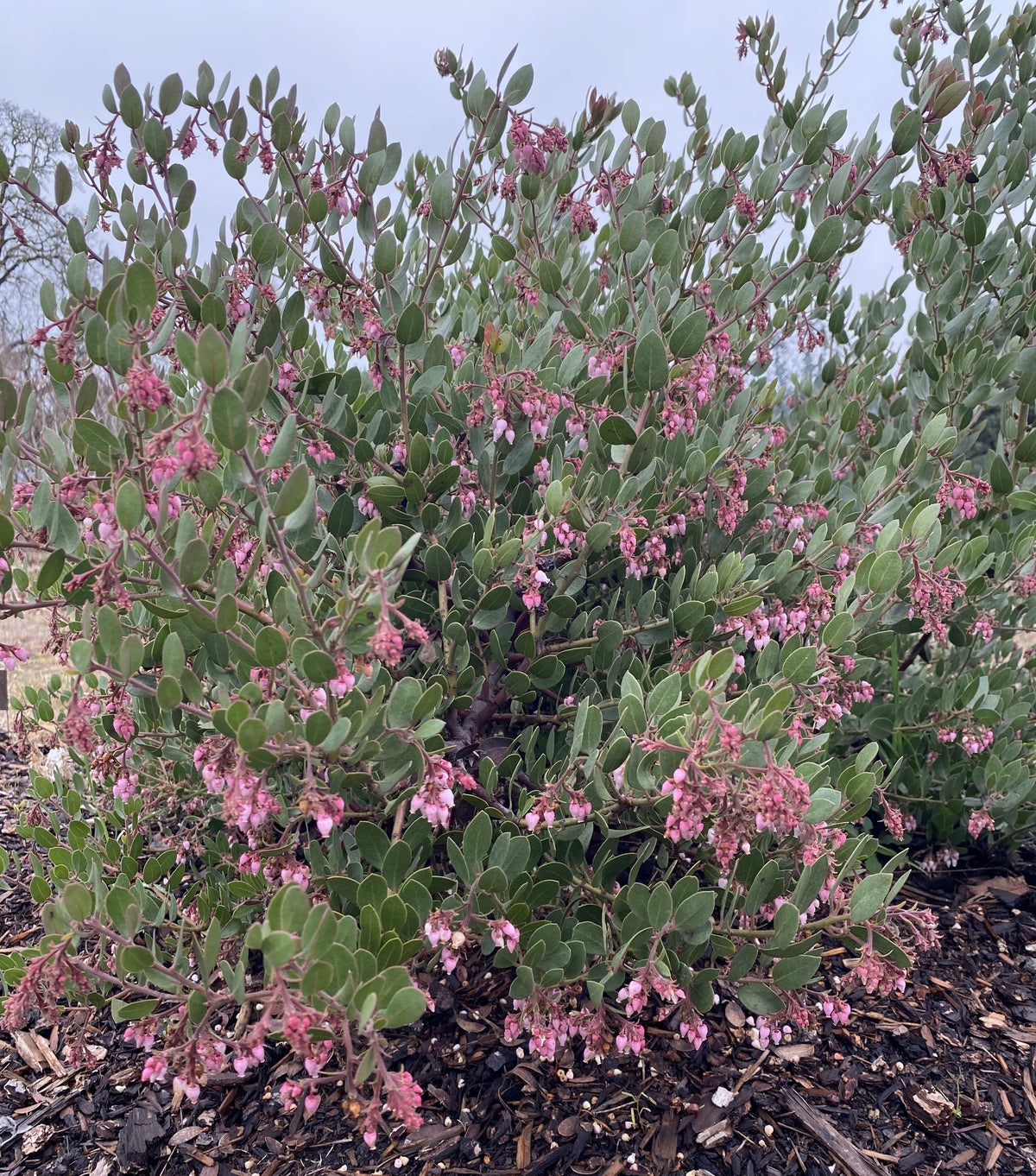 Shrubs ~ Arctostaphylos montereyensis, Toro manzanita or Monterey manzanita ~ Dancing Oaks Nursery and Gardens ~ Retail Nursery ~ Mail Order Nursery