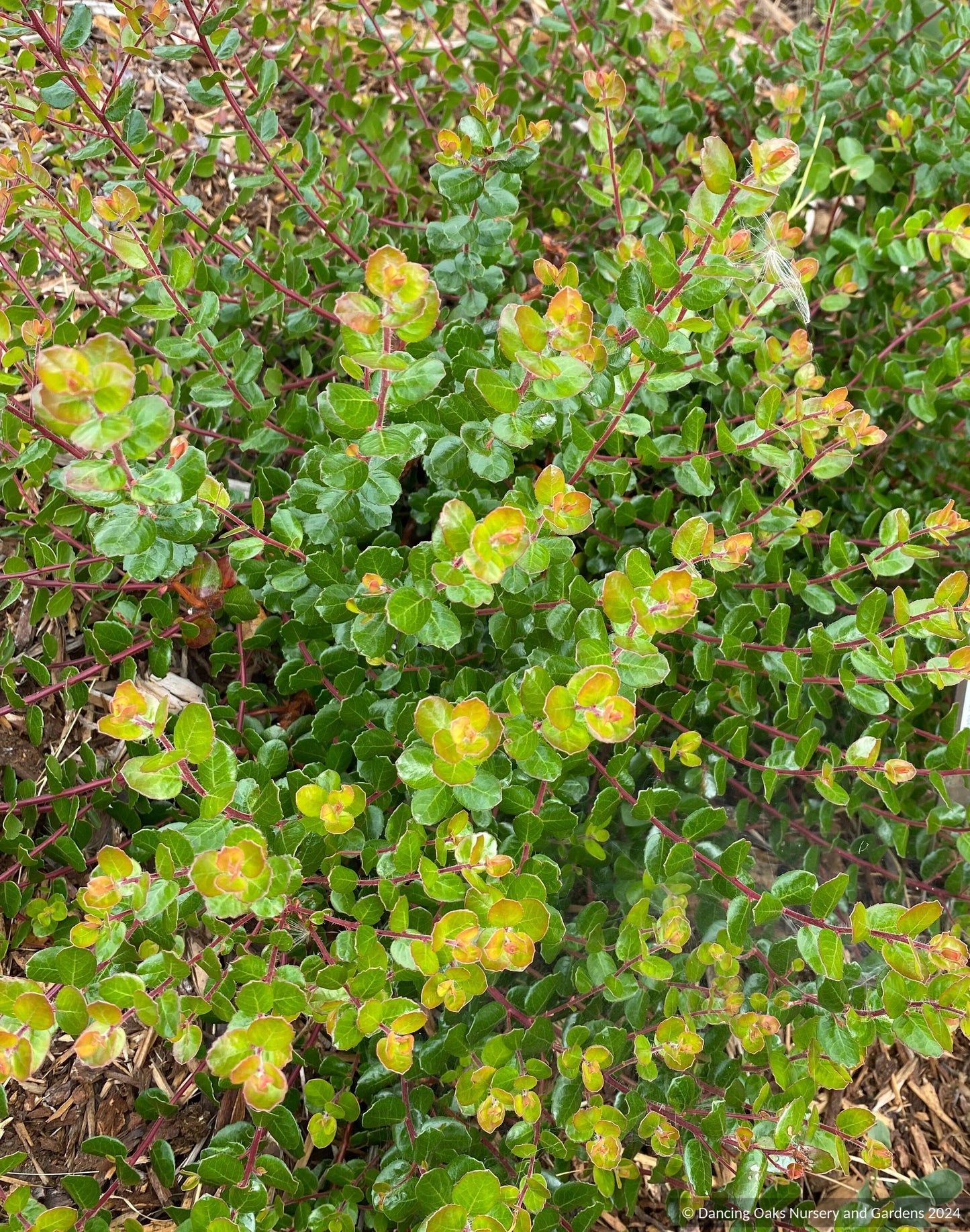 Arctostaphylos nummularia [serrated leaf form], Fort Bragg or Glossy Leaf Manzanita
