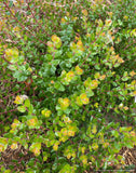 Arctostaphylos nummularia [serrated leaf form], Fort Bragg or Glossy Leaf Manzanita