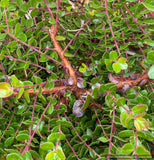 Arctostaphylos nummularia [serrated leaf form], Fort Bragg or Glossy Leaf Manzanita