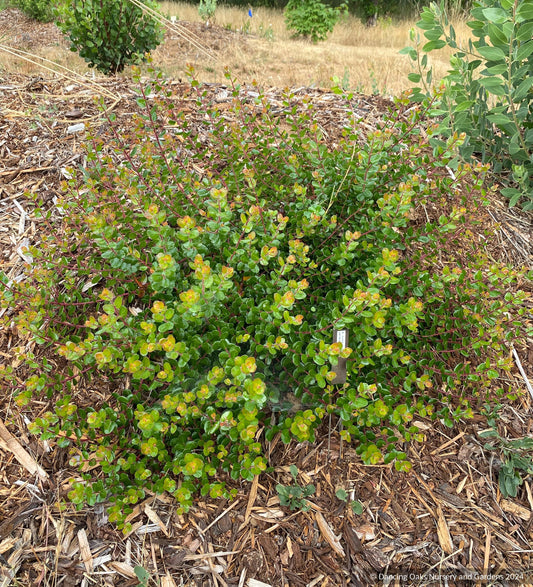 Arctostaphylos nummularia [serrated leaf form], Fort Bragg or Glossy Leaf Manzanita