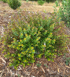 Arctostaphylos nummularia [serrated leaf form], Fort Bragg or Glossy Leaf Manzanita