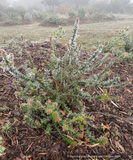 Shrubs ~ Arctostaphylos pajaroenis 'Brother James', Pajaro Manzanita ~ Dancing Oaks Nursery and Gardens ~ Retail Nursery ~ Mail Order Nursery