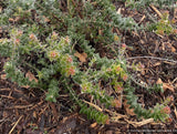 Arctostaphylos pajaroensis 'Brother James', Pajaro manzanita