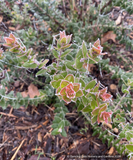 Shrubs ~ Arctostaphylos pajaroenis 'Brother James', Pajaro Manzanita ~ Dancing Oaks Nursery and Gardens ~ Retail Nursery ~ Mail Order Nursery