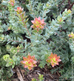 Shrubs ~ Arctostaphylos pajaroensis 'Brother James', Pajaro manzanita ~ Dancing Oaks Nursery and Gardens ~ Retail Nursery ~ Mail Order Nursery