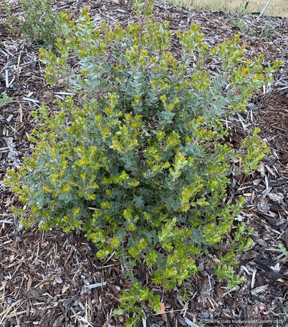 Shrubs ~ Arctostaphylos pajaroensis 'Myrtle Wolf', Pajaro Manzanita ~ Dancing Oaks Nursery and Gardens ~ Retail Nursery ~ Mail Order Nursery
