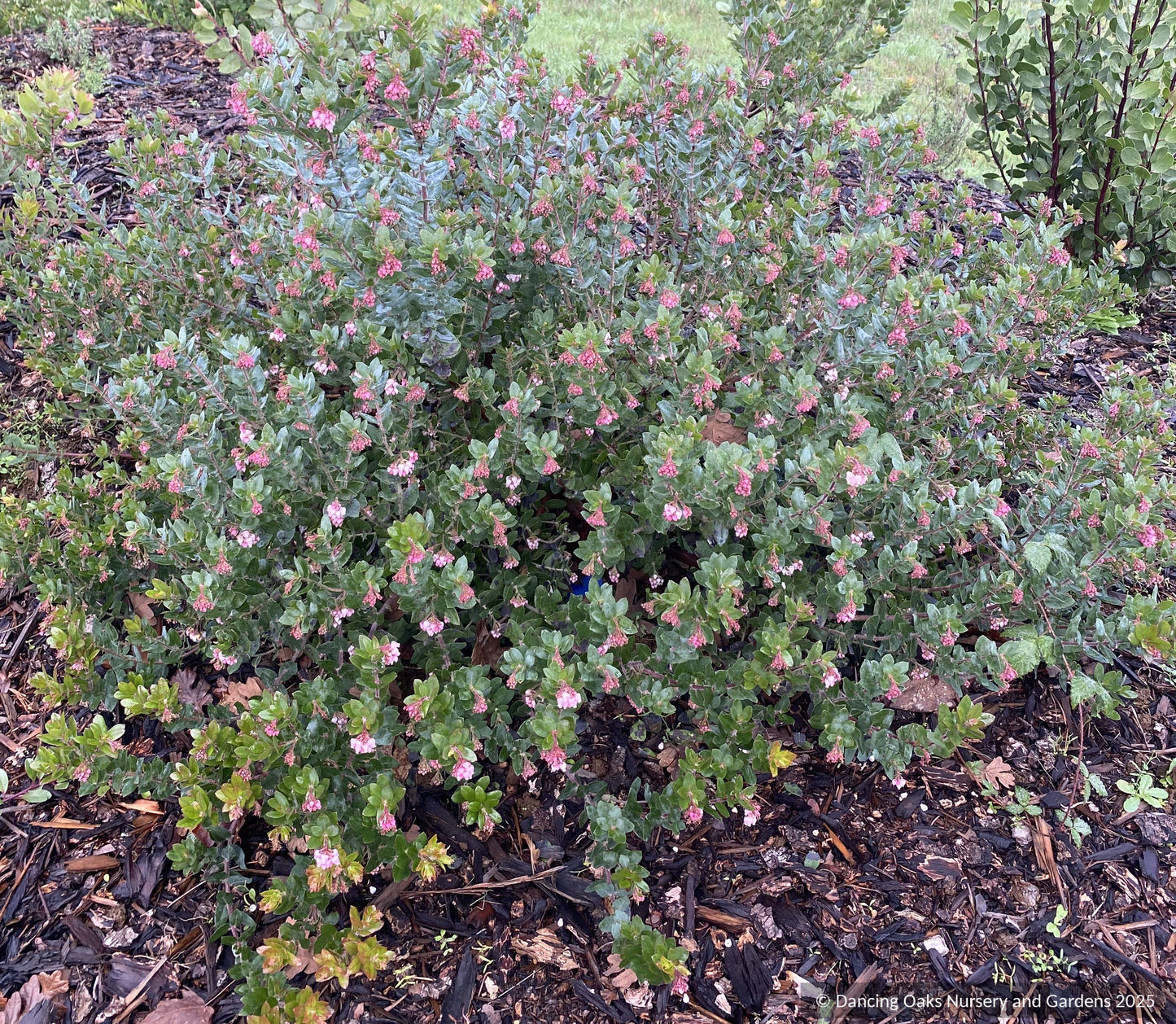 Shrubs ~ Arctostaphylos pajaroensis 'Myrtle Wolf', Pajaro Manzanita ~ Dancing Oaks Nursery and Gardens ~ Retail Nursery ~ Mail Order Nursery