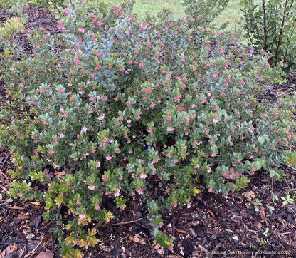 Shrubs ~ Arctostaphylos pajaroensis 'Myrtle Wolf', Pajaro Manzanita ~ Dancing Oaks Nursery and Gardens ~ Retail Nursery ~ Mail Order Nursery