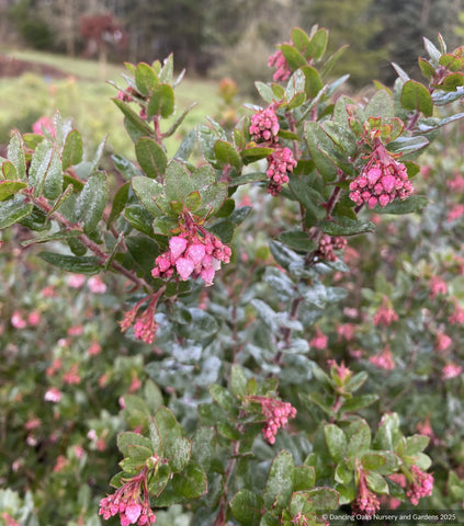 Shrubs ~ Arctostaphylos pajaroensis 'Myrtle Wolf', Pajaro Manzanita ~ Dancing Oaks Nursery and Gardens ~ Retail Nursery ~ Mail Order Nursery
