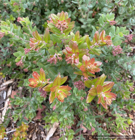 Shrubs ~ Arctostaphylos pajaroensis 'Myrtle Wolf', Pajaro Manzanita ~ Dancing Oaks Nursery and Gardens ~ Retail Nursery ~ Mail Order Nursery