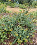 Arctostaphylos pajaroensis 'Brother James', Pajaro manzanita