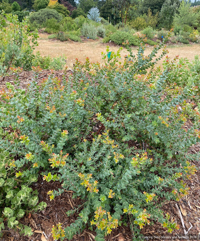 Arctostaphylos pajaroensis 'Brother James', Pajaro manzanita