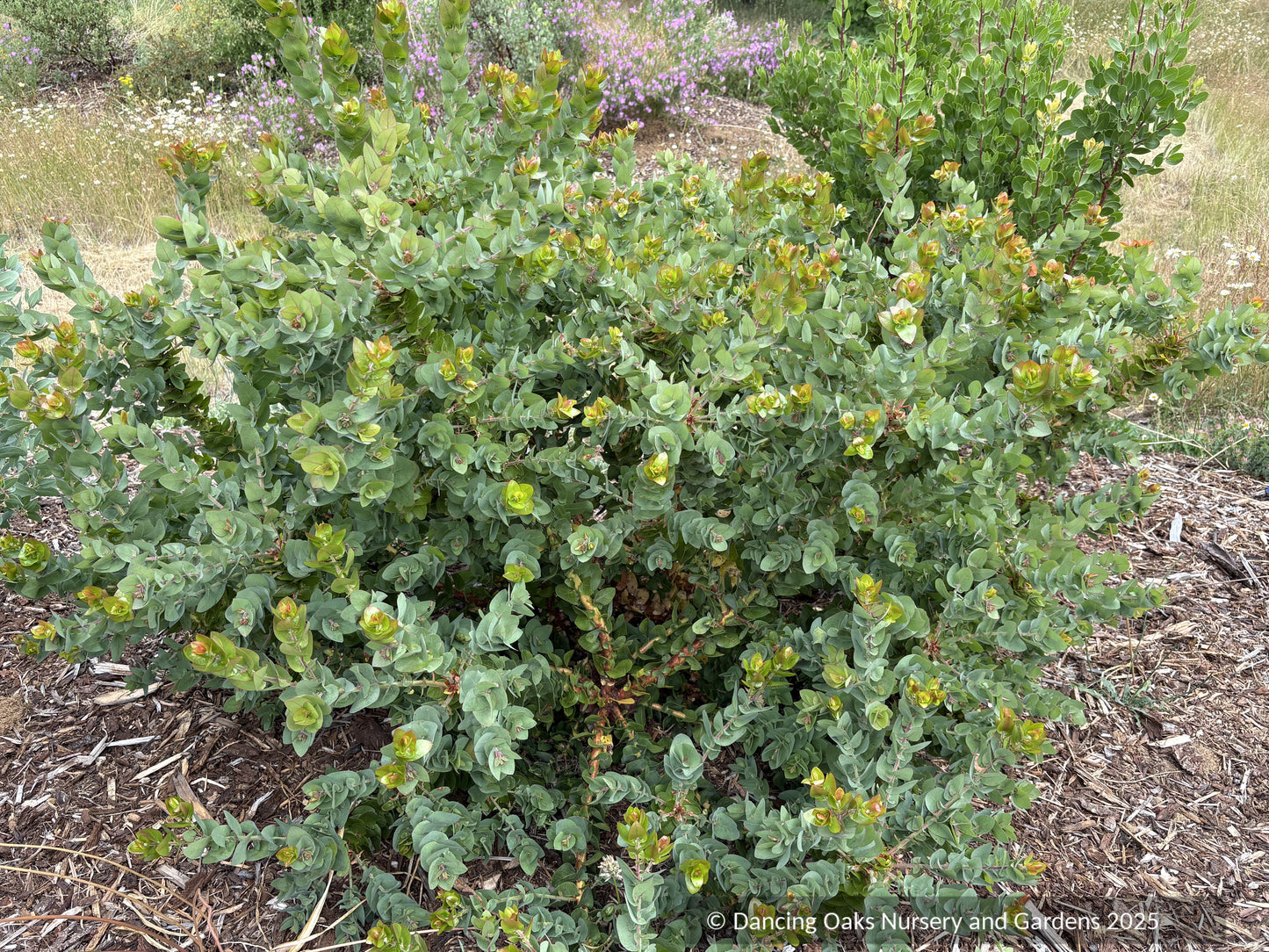 Shrubs ~ Arctostaphylos pallida, manzanita  ~ Dancing Oaks Nursery and Gardens ~ Retail Nursery ~ Mail Order Nursery