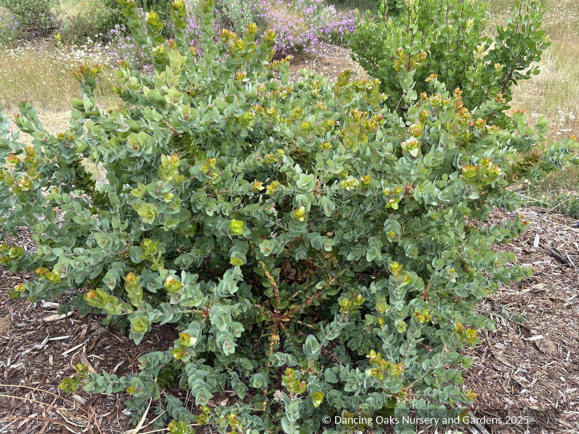 Shrubs ~ Arctostaphylos pallida, manzanita  ~ Dancing Oaks Nursery and Gardens ~ Retail Nursery ~ Mail Order Nursery