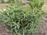 Shrubs ~ Arctostaphylos pallida, manzanita  ~ Dancing Oaks Nursery and Gardens ~ Retail Nursery ~ Mail Order Nursery